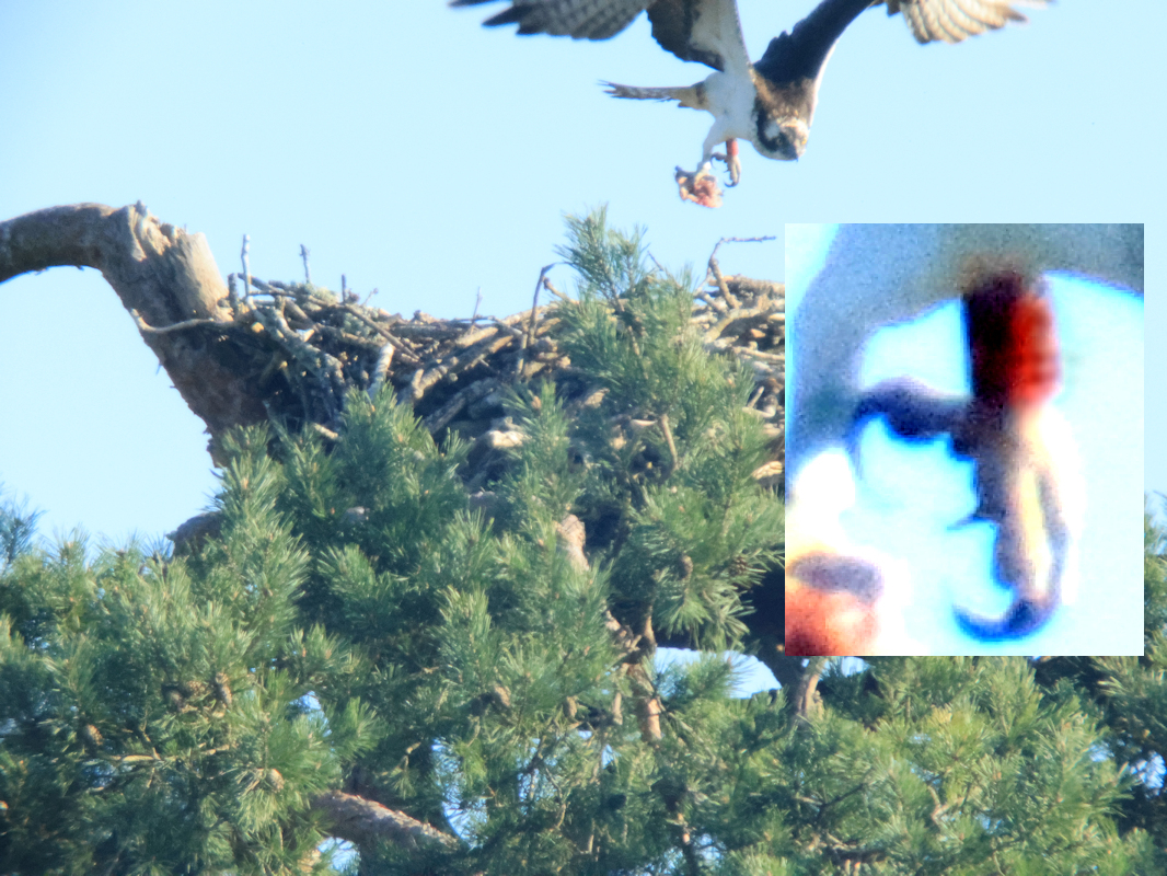 6.A apporte un poisson