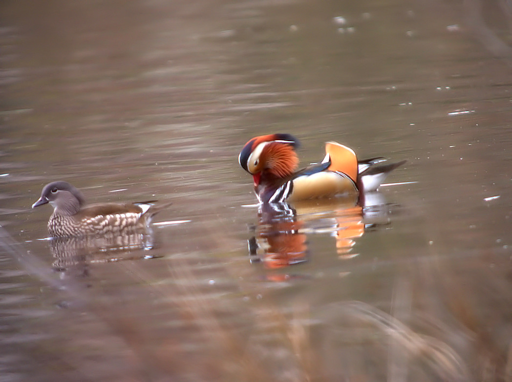 canards Mandarins