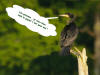 compo2 cormoran
