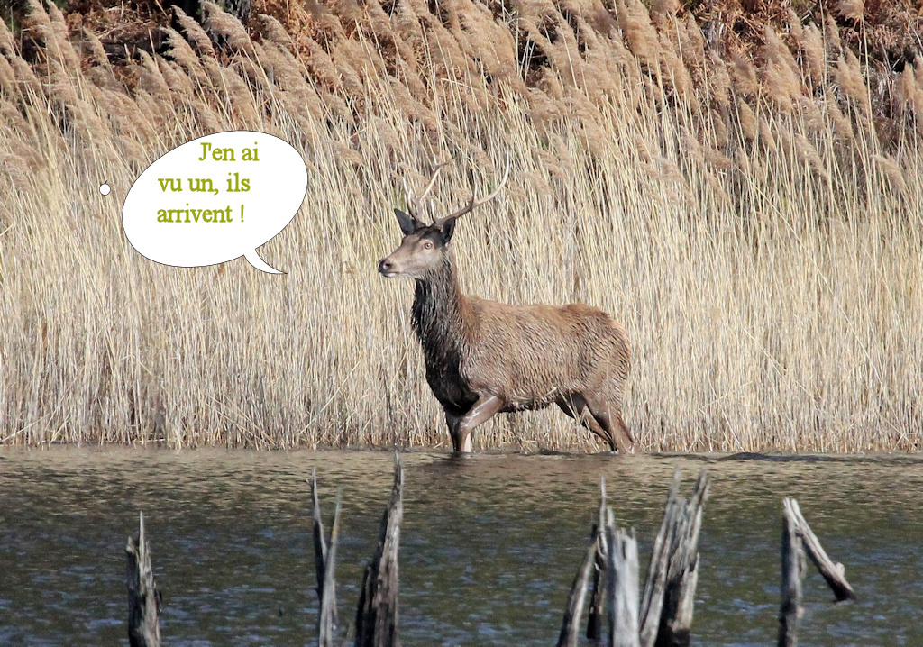 cerf sur le ravoir