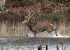 cerf traque