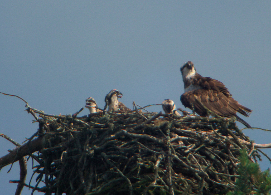 famille au nid