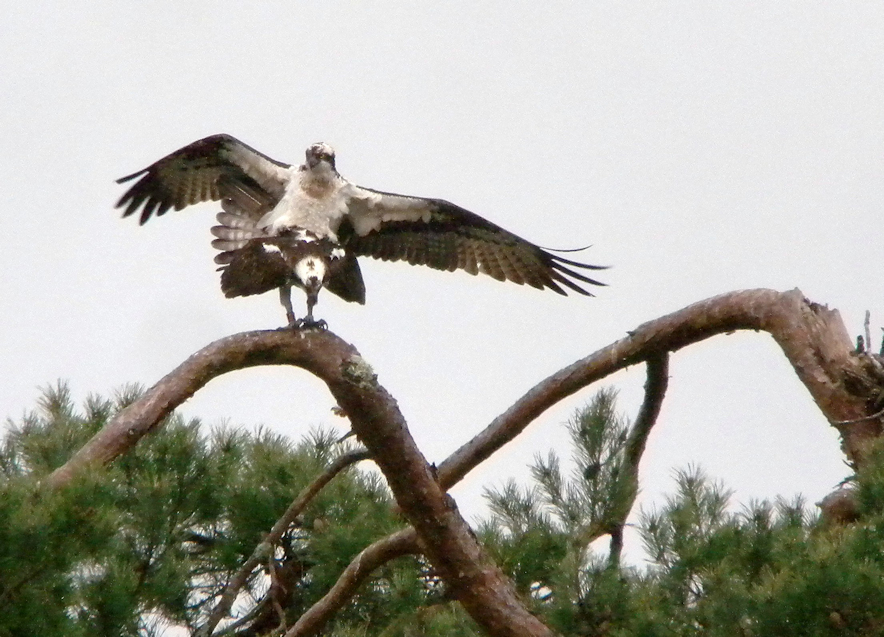 6.A une obsession se reproduire