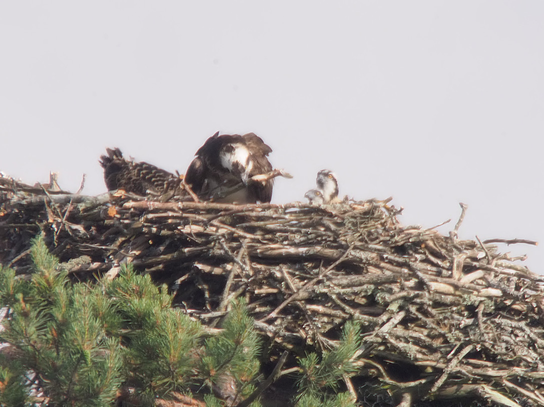 Panchita et ses 3 jeunes au nid