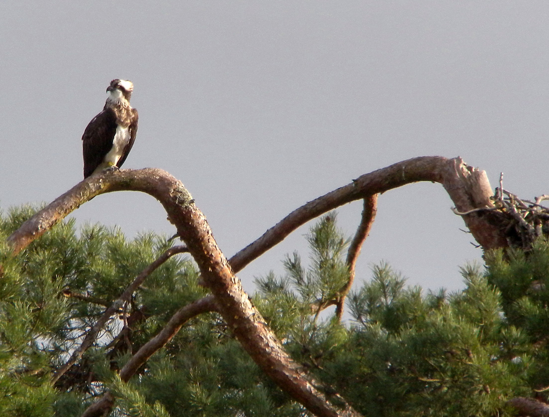 retour panchita 2026