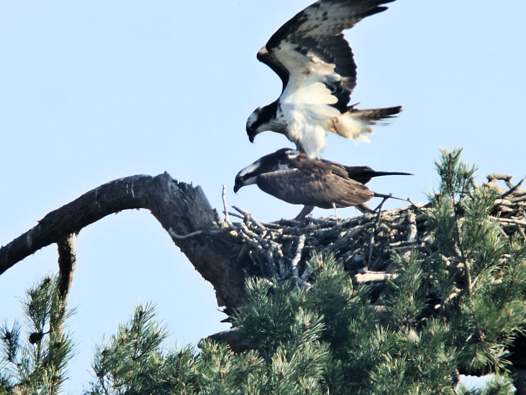 nouvelle femelle avec 6.A
