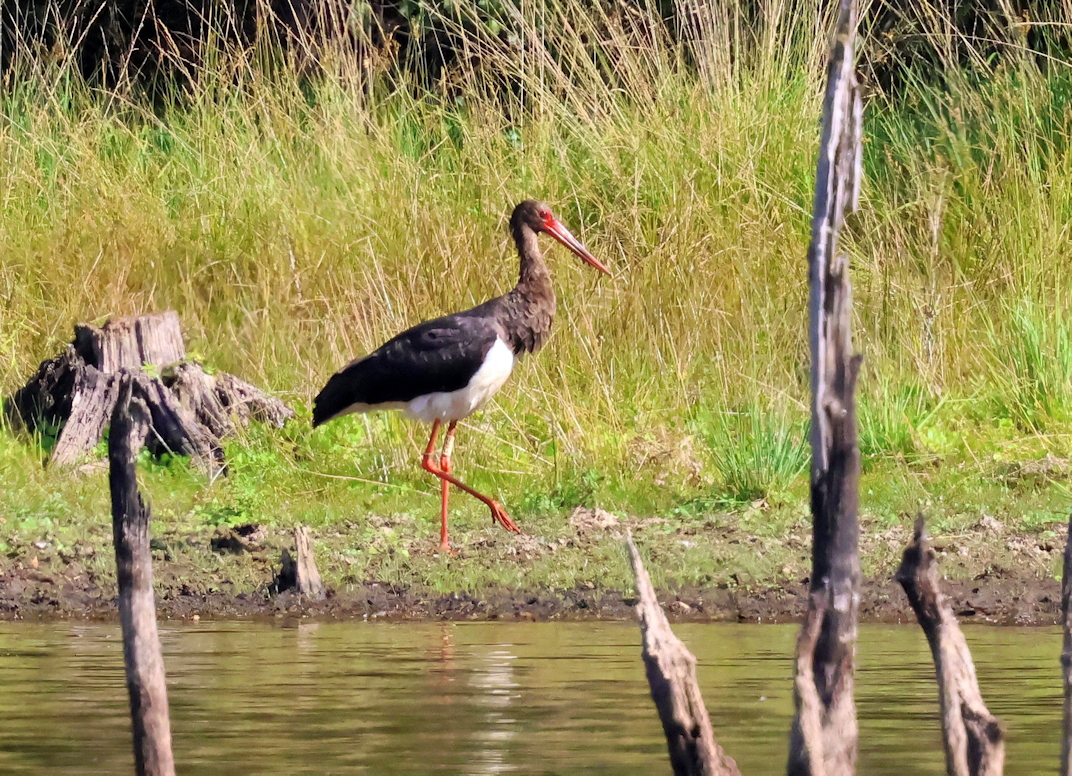 cigogne   noire
