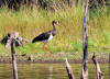 cigogne noire