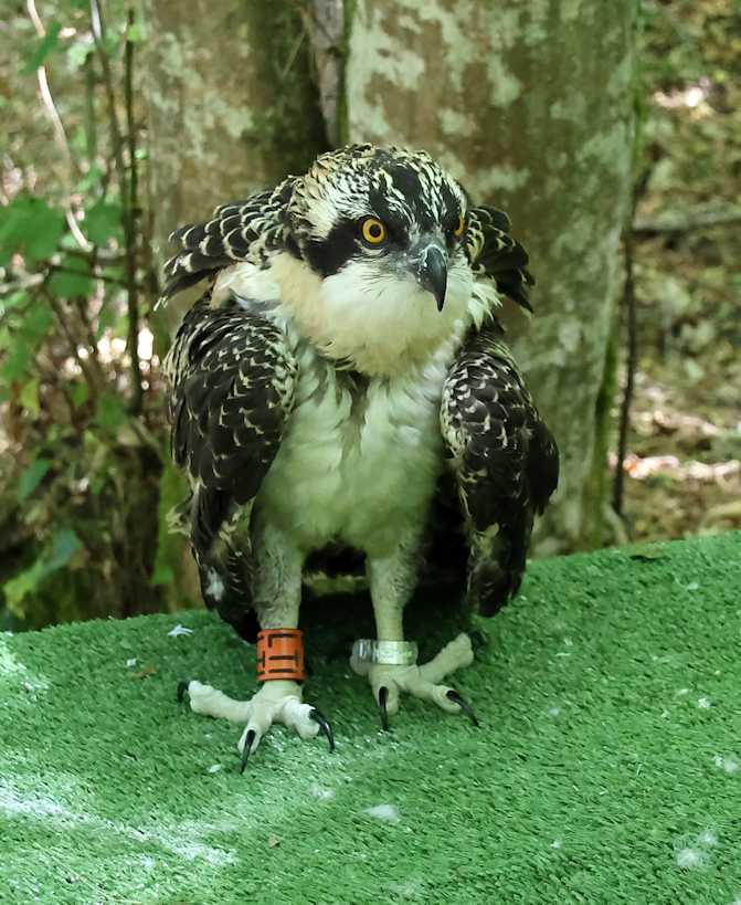 le jeune bagué LTI