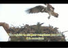 logo video partage couvaison