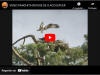 logo vidéo panchita refuse de s'accoupler